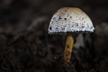 muchrooms close up on nature background.