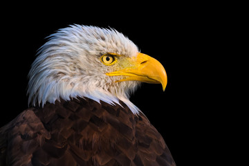 Weisskopfseeadler im Profil