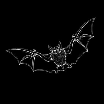 bat angry  vector illustration line drawing hand