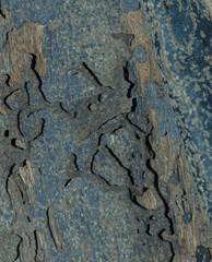 Termite bites eat wood in the house.