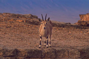Nubian Ibex