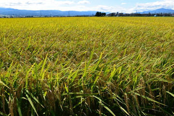 収穫前の稲穂