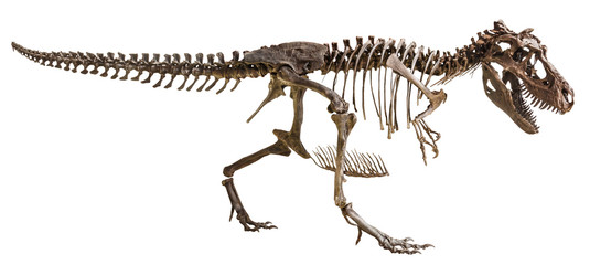 Fototapeta premium Szkielet Tyrannosaurus Rex na tle odizolowane