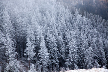 winter landscape with snowy fir trees in the mountains