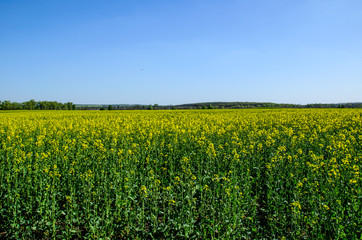 Field of the canola on spring