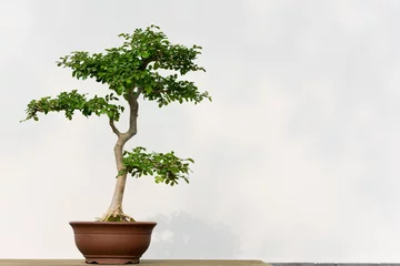Gordijnen Bonsai tree in a pot against a white wall, China © LP2Studio