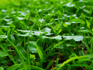 Side view fresh green dense round leaf Asiatic Pennywort (Centella asiatica) plant field with Carpet grass (Axonopus) growing, under bright sunlight shade and shadow, with black soil background