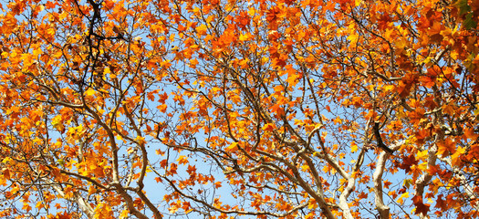 Tree branches with autumn leaves
