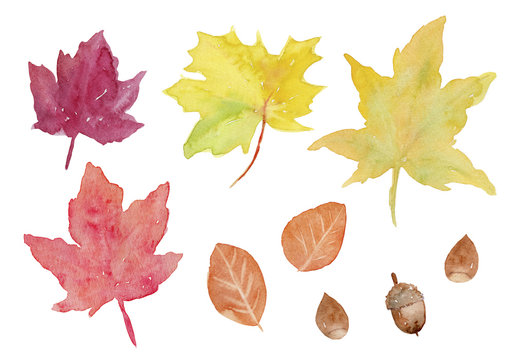 紅葉　秋の葉っぱとドングリ　水彩イラスト