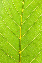 Green leaf