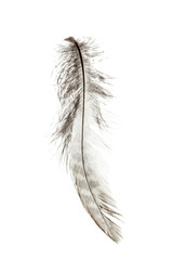 bird feather isolated on white background