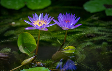 Blue lotos blossom in water