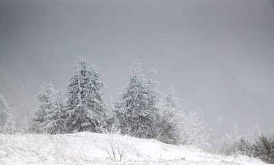 winter landscape with snowy fir trees in the mountains
