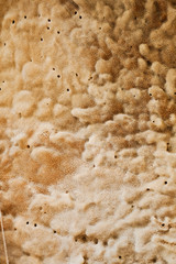 A closeup background of natural sea sponge