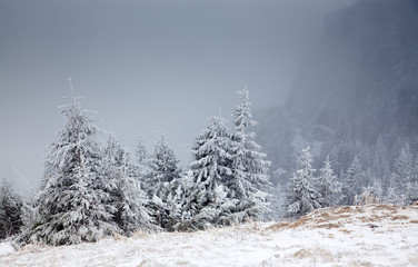 winter landscape with snowy fir trees in the mountains