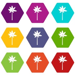 Palm woody plant icon set color hexahedron