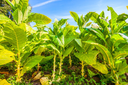 Tobacco Big Leaf Crops Growing In Tobacco Plantation Field