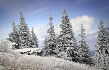 winter landscape with snowy fir trees in the mountains