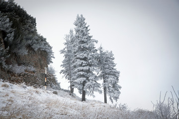 winter landscape with snowy fir trees in the mountains