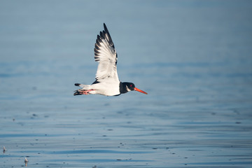 Eurasian Oystercatcher, Haematopus ostralegus
