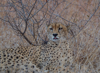 Cheetah, South Africa