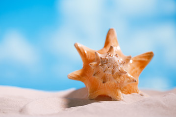 Fototapeta na wymiar tropical seashell sea shell with ocean , beach and seascape