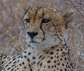 Cheetah, South Africa