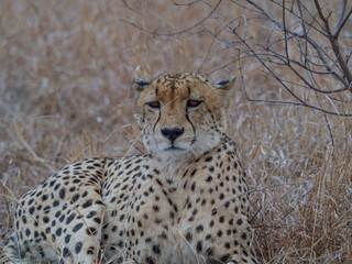 Cheetah, South Africa