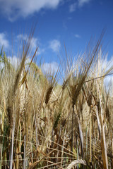 ears of wheat