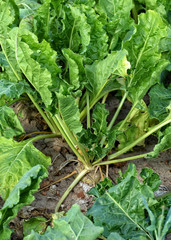 Growing beetroot. Agricultural field. Green. Countryside. Rural landscape