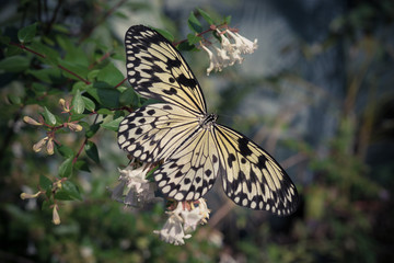 Fototapeta na wymiar A big yellow butterfly sitting on a Bush