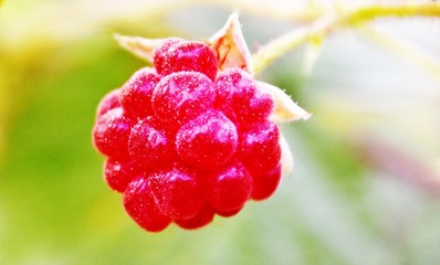Close up of a beautiful red Raspberry