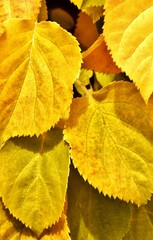 Close up of leaves in beautiful yellow Fall colors