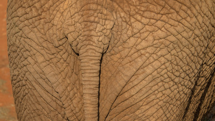 Rückansicht Elefant