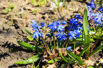 Blue scilla flowers (Scilla siberica) or siberian squill