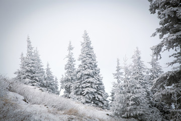 winter landscape with snowy fir trees in the mountains
