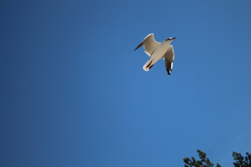 Möwe