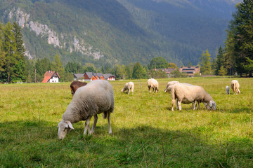 Sheep on pasture. Flock of domestic sheep grazing on mountain meadow