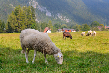 Obraz premium Sheeps on pasture. Flock of domestic sheep grazing on mountain meadow