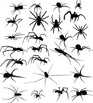 twenty five black spiders silhouettes illustration