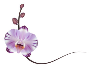 Realistic lilac orchid frame, corner.