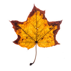 Autumn brown maple leaf isolated on white background