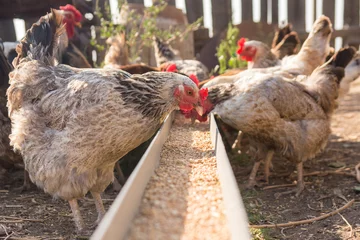 Foto op Plexiglas Kip Gedomesticeerde kippen in de volière hebben voedsel uit de bak nodig