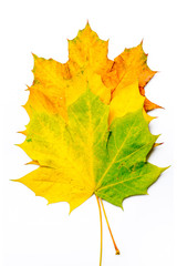 Autumn green, yellow, orange maple leaves isolated on white background