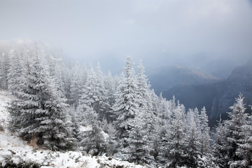 winter landscape with snowy fir trees in the mountains