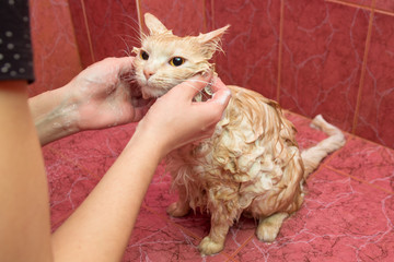 An adult cat is bathed in the bathroom, itches the cervix soothing the cat