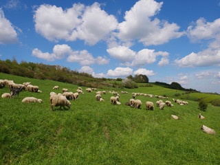 Obraz premium Flock of sheep grazing. Sheeps on mountain meadow