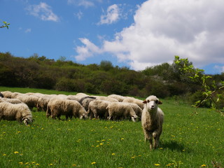 Flock of sheep grazing. Sheeps on mountain meadow