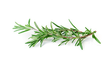 Rosemary isolated on white background