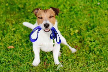 Dog holding leash in mouth waiting for walk